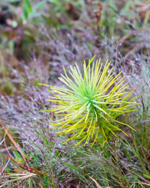 Crescimento Crescimento Mudas Pinheiro Cogumelos Floresta Com Orvalho Grama Nascer — Fotografia de Stock