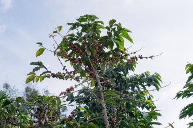 Olgun kahve ağacı, kahve çekirdekleri, kahve çiftlik, Mocha ve Catimor kahve ağacı. Fotoğraf kullanımda reklam, tasarım, pazarlama