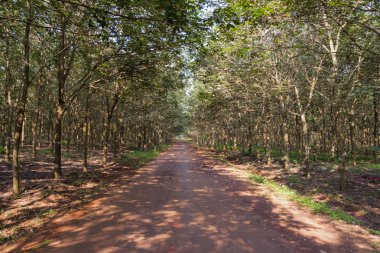 Kauçuk ağacı ve reçine, kauçuk çiftlikler, hasat ve tarlaları iş