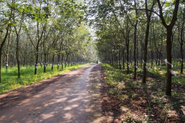 Kauçuk ağacı ve reçine, kauçuk çiftlikler, hasat ve tarlaları iş