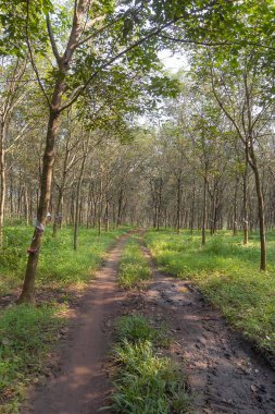 Kauçuk ağacı ve reçine, kauçuk çiftlikler, hasat ve tarlaları iş