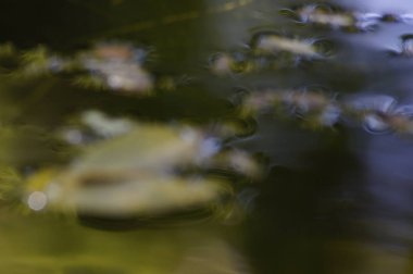 greyfurt çiçeği, çiçek bitki üzerinde