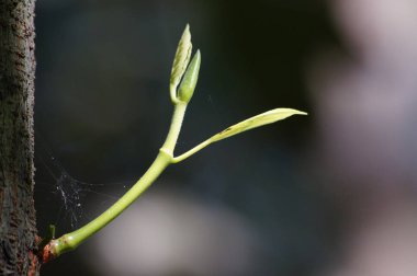 yeşil jack meyve ve bitki üzerinde olgunlaşmamış çiçek