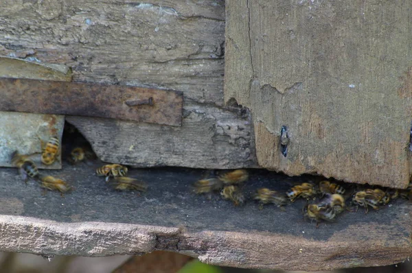 Bienenzucht Bienenstock Und Imkerhonig Auf Dem Hof — Stockfoto