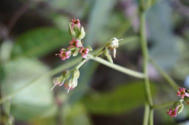 bitki, yeşil su elma meyve mikrop