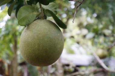 Olgun üzüm meyve çiçek ve bitki çiçek