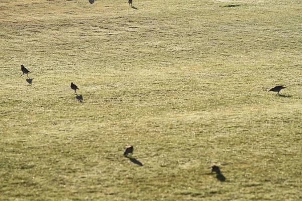Starling Fåglar Vilda Hitta Mat Den Gröna Ängen Vid Soluppgången — Stockfoto
