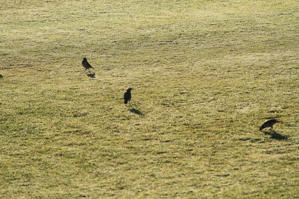 Starling Birds Wild Find Food Green Meadow Sunrise Lovely Wild — Stock Photo, Image