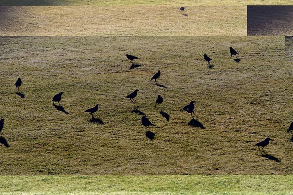 Pájaros Estorninos Silvestres Encuentran Comida Prado Verde Amanecer Encantadora Vida —  Fotos de Stock