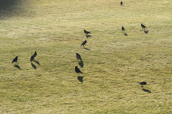 Pájaros Estorninos Silvestres Encuentran Comida Prado Verde Amanecer Encantadora Vida —  Fotos de Stock