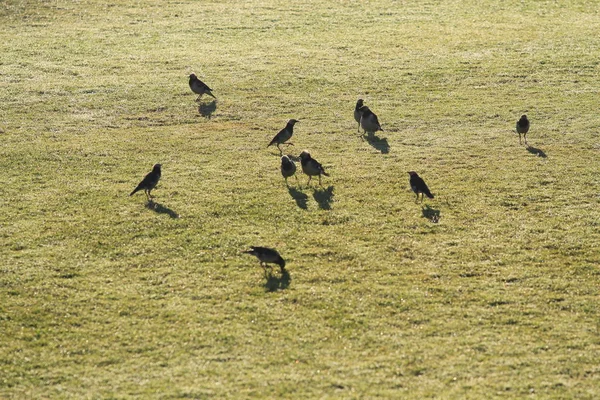 Pájaros Estorninos Silvestres Encuentran Comida Prado Verde Amanecer Encantadora Vida —  Fotos de Stock