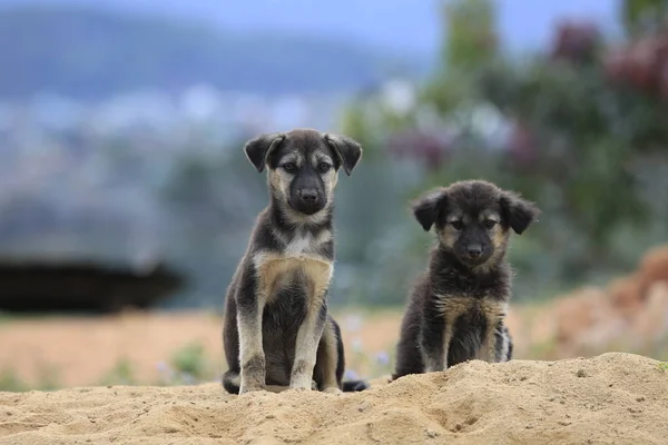 Aile köpek yaşamak ve höyüğün kum oynarken, köpek yarı vahşi taşra ormanın içinde yaşamak