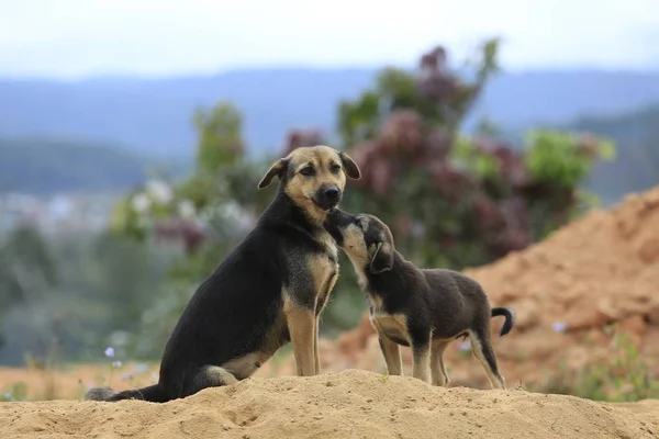 Aile köpek yaşamak ve höyüğün kum oynarken, köpek yarı vahşi taşra ormanın içinde yaşamak