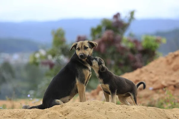 Aile köpek yaşamak ve höyüğün kum oynarken, köpek yarı vahşi taşra ormanın içinde yaşamak