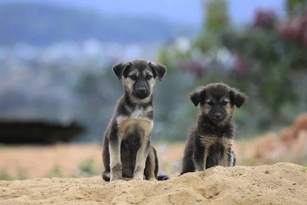 Cães Família Vivem Brincam Monte Areia Cão Vive Semi Selvagem Fotos De Bancos De Imagens