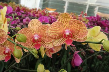 Phalaenopsis çiçek orkide bitki çiftlik
