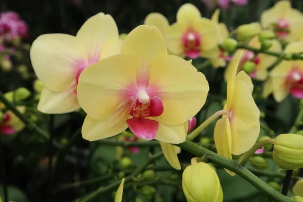 Фаленопсис Цветок Орхидеи Завод Ферме — стоковое фото