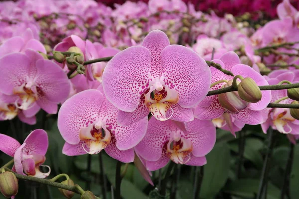 Phalaenopsis flower and orchids plant in the farm