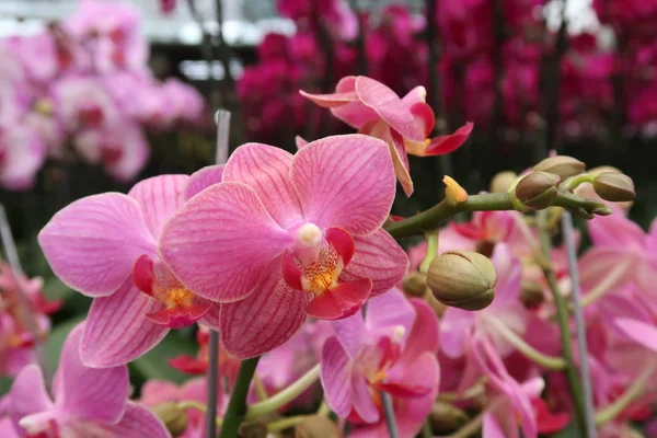 Фаленопсис Цветок Орхидеи Завод Ферме — стоковое фото
