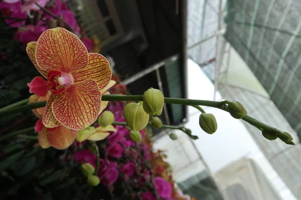 Phalaenopsis Fleur Orchidées Plante Dans Ferme — Photo
