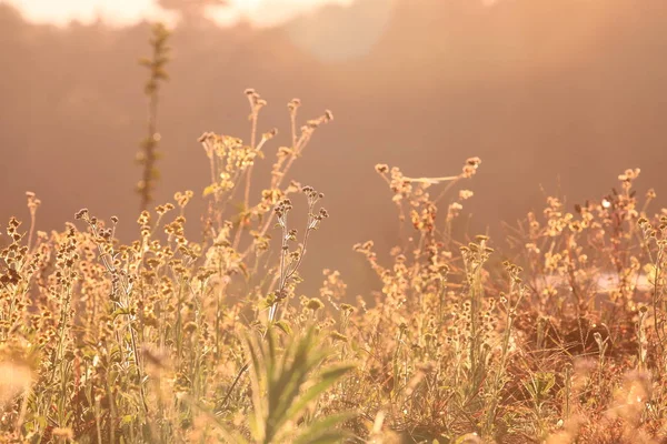 Hintergrund Mit Unkraut Und Lichtzauber Der Morgendämmerung Herbst Bunte Bildnutzung Stockbild