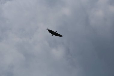 Gökyüzü mavi zemin üzerine başlatılan kartal kuş kanat