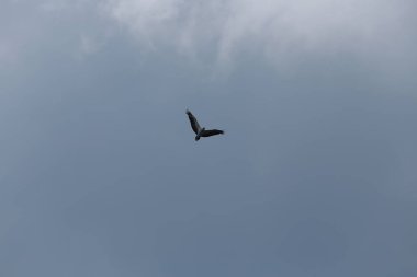 Gökyüzü mavi zemin üzerine başlatılan kartal kuş kanat