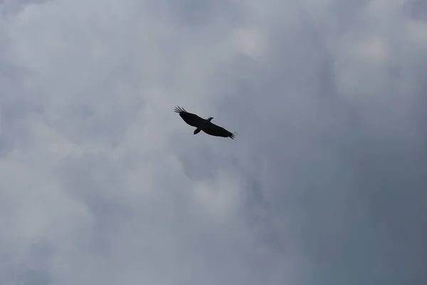 Aile Oiseau Aigle Lancé Sur Fond Bleu Ciel — Photo