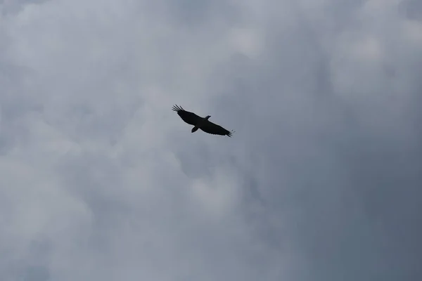 Aquila Uccello Ala Lanciato Cielo Sfondo Blu — Foto Stock