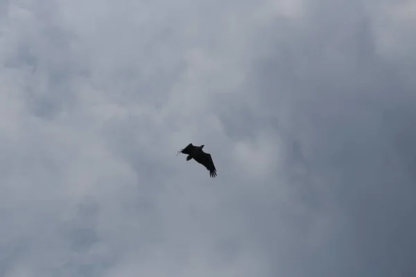 Aquila Uccello Ala Lanciato Cielo Sfondo Blu — Foto Stock