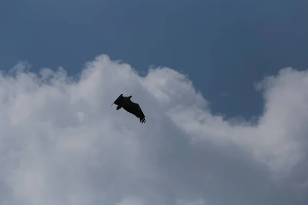 Aile Oiseau Aigle Lancé Sur Fond Bleu Ciel — Photo