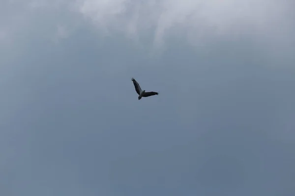 Ala Ave Águila Lanzada Sobre Fondo Azul Cielo —  Fotos de Stock