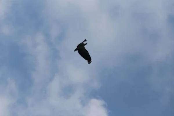 Aquila Uccello Ala Lanciato Cielo Sfondo Blu — Foto Stock