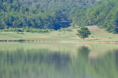 çam ormanı yansıması göl sonbahar