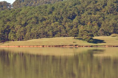 çam ormanı yansıması göl sonbahar