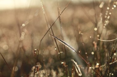 Yabani otlar ve sihirli ışık sonbahar, renkli resim kullanımda sabah tasarım reklam, baskı ve daha fazlası için arka plan
