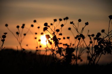 Yabani otlar ve ışık tasarım reklam, baskı ve daha fazlası için sonbahar, renkli resim kullanımda alacakaranlıkta büyüsü ile arka plan