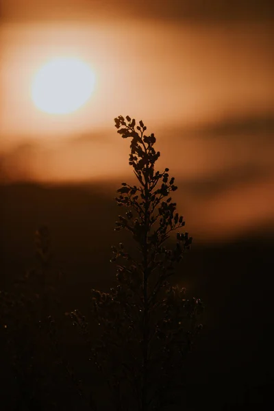 Fundo Com Ervas Daninhas Magia Luz Crepúsculo Outono Uso Imagem — Fotografia de Stock