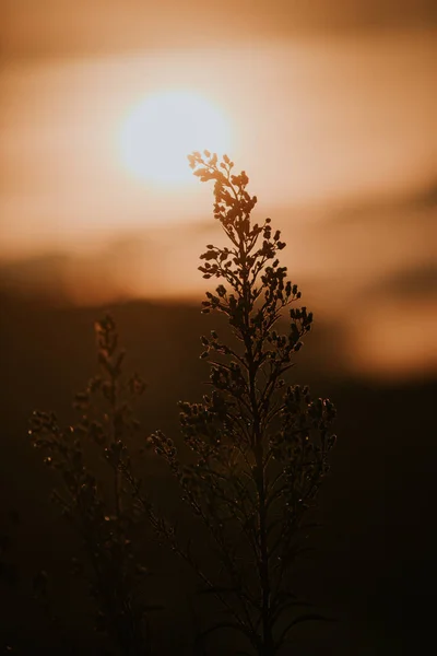 Background with weeds and magic of light at twilight in the autumn, colorful picture use for design advertising, printing and more