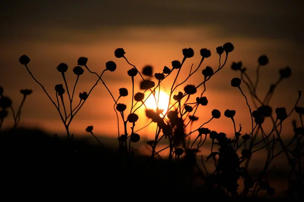 Background with weeds and magic of light at twilight in the autumn, colorful picture use for design advertising, printing and more