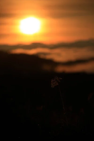 Bakgrund Med Ogräs Och Magi Ljus Twilight Höst Färgstarka Bild — Stockfoto