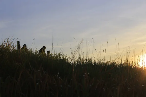 Background with fresh air, magic light and dense fog cover in the plateau at dawn