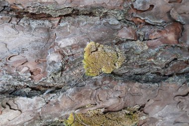 çam kozalakları ve ormanda yetişen genç çam ağacı