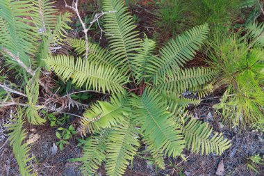 Ormanda yetişen fern bitki ile yeşil arka plan