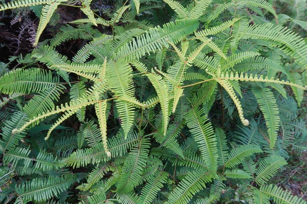 Zöld Háttérrel Erdőben Lévő Páfrány Növény — Stock Fotó