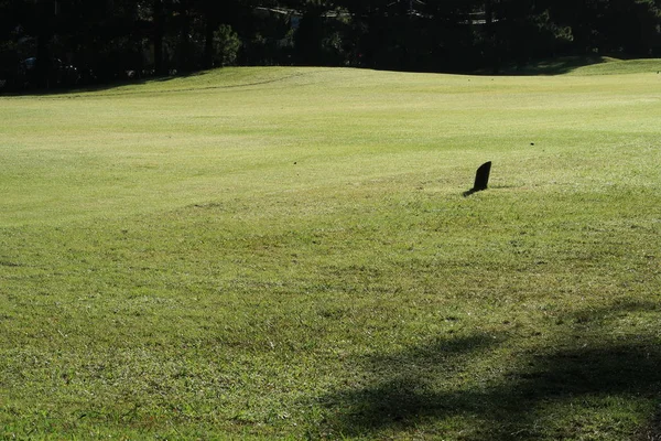 Natuur Met Magische Zonnestralen Zon Licht Groen Gras Weide Foto — Stockfoto