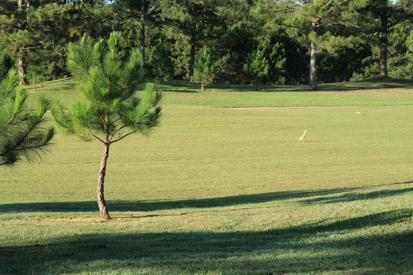 魔法の日差し 緑の草 牧草地で自然 ゴルフ 新鮮な環境のためのアイデア デザインに写真を使用します — ストック写真