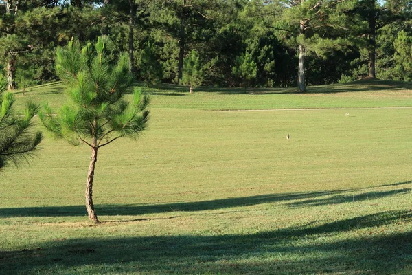 Natuur Met Magische Zonnestralen Zon Licht Groen Gras Weide Foto — Stockfoto