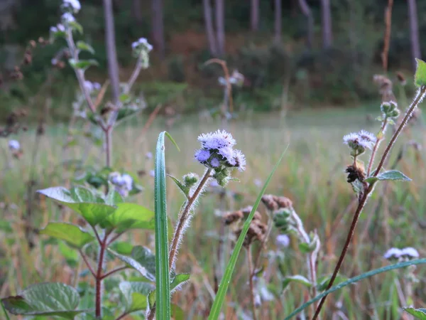 Fundo Com Ervas Daninhas Flor Florescendo Magia Luz Amanhecer Uso — Fotografia de Stock