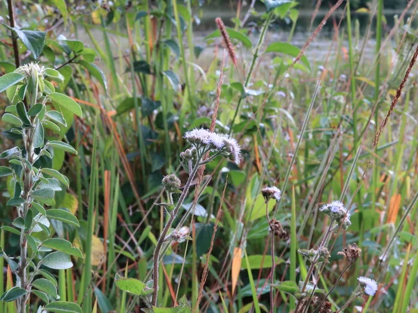 Fundo Com Ervas Daninhas Flor Florescendo Magia Luz Amanhecer Uso — Fotografia de Stock